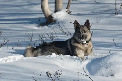 Норвежский элкхаунд на фото: изящный и элегантный пес