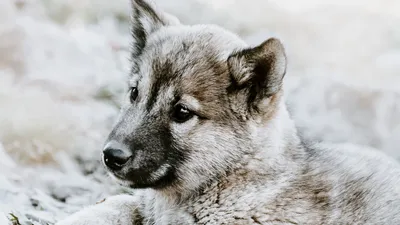 Норвежский элкхаунд на фото: мощный и надежный пес