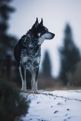 Фото собаки породы норвежский элкхаунд: выберите размер изображения