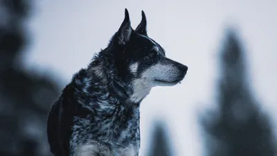 Фото собаки породы норвежский элкхаунд: изображения в высоком качестве