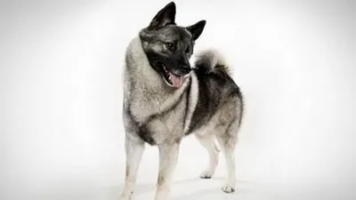 Фото собаки породы норвежский элкхаунд: выберите размер изображения