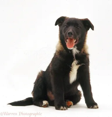 Фотографии норвежского элкхаунда для любителей собак