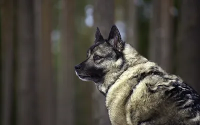 Норвежский элкхаунд на фото: красивый и мощный пес