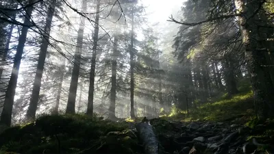 Новые фотографии Норвежского леса: скачать бесплатно