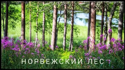 Омут тишины: фото норвежского леса и его магической атмосферы