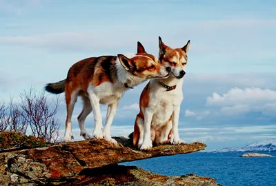 Норвежский лундехунд на фото: умная и верная собака