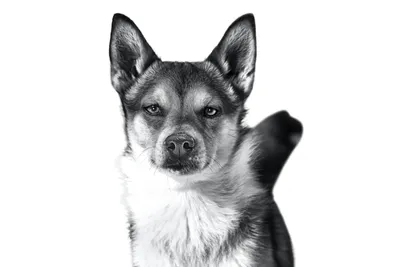 Норвежский лундехунд на изображении: собака-охотник