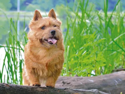 Норвич-терьеры: фото самых дружелюбных собак