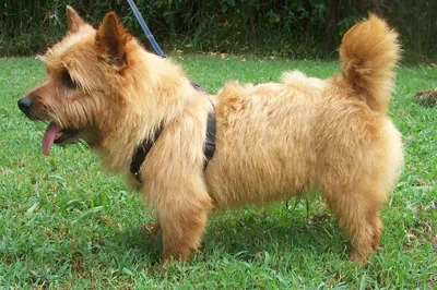 Картинки норвич-терьеров: маленькие собаки с большими ушами