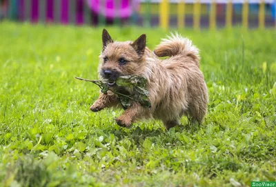 Фотографии норвич-терьеров: маленькие собаки с большими характерами