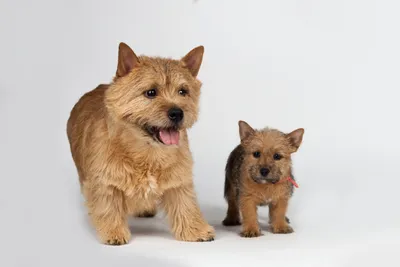 Норвич-терьеры: собаки, которые любят забавные позы и выражения лица
