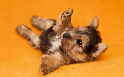 Фото норвич-терьеров: маленькие собаки, которые всегда готовы к игре