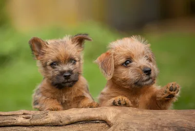 Фото норвич-терьеров: маленькие собаки, которые всегда готовы к новым приключениям