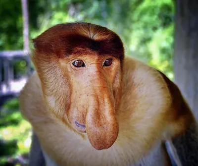 Носатая обезьяна  фото