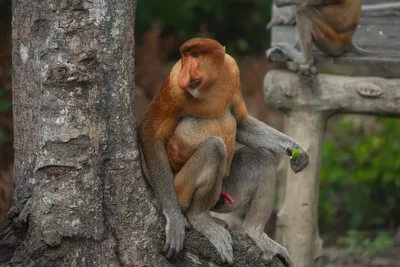 Фото на айфон с удивительной носатой обезьяной