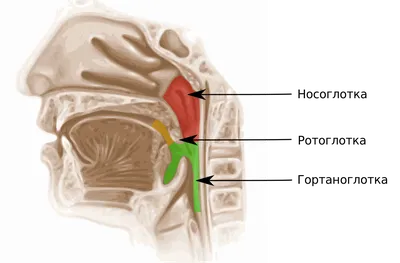 Разнообразие носоглоток человека: Фото в высоком разрешении