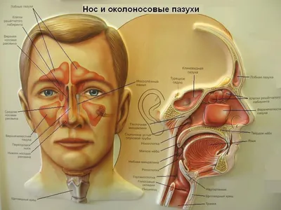 Великолепие деталей: Фотки носоглоток для вас