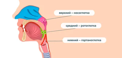 Фокус на деталях: Фотографии носоглоток в PNG формате