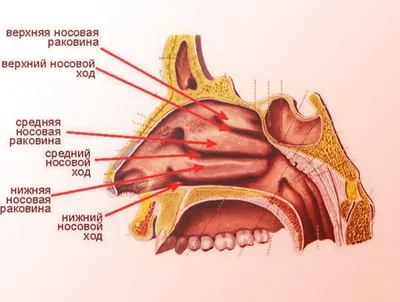 Носоглотки человека фотографии