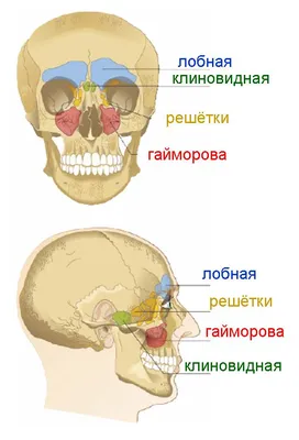 Загадочные формы: Фото носоглоток человека в WebP