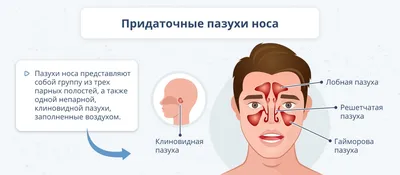 Живопись телесных форм: Изображения носоглоток в PNG