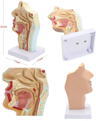 Эстетика человеческой анатомии: Фотографии носоглоток для загрузки