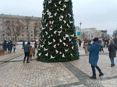 Новогодняя елка в Киеве: PNG изображение для коллекции