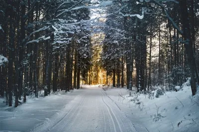 Великолепные фото леса на Новый год - формат JPG