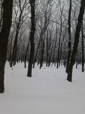 Волшебство Новогоднего леса - HD фото в JPG