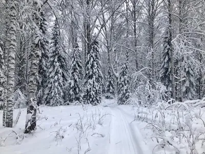 Лес в новогоднем наряде - полные HD картинки