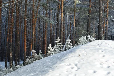 Фото новогоднего леса в HD качестве