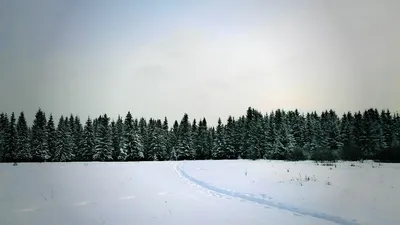 Красочное изображение новогоднего леса для рабочего стола