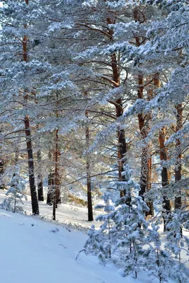 Лучшие фотографии леса в формате jpg