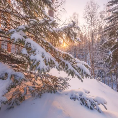 Фотографии леса в HD качестве бесплатно