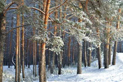 Арт-фото с магическими елками в ночном лесу