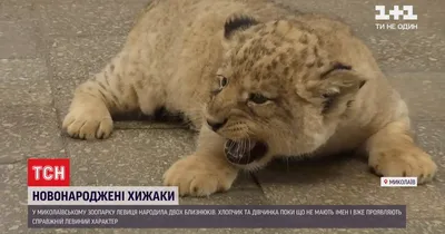 Завораживающие изображения львят с высоким разрешением