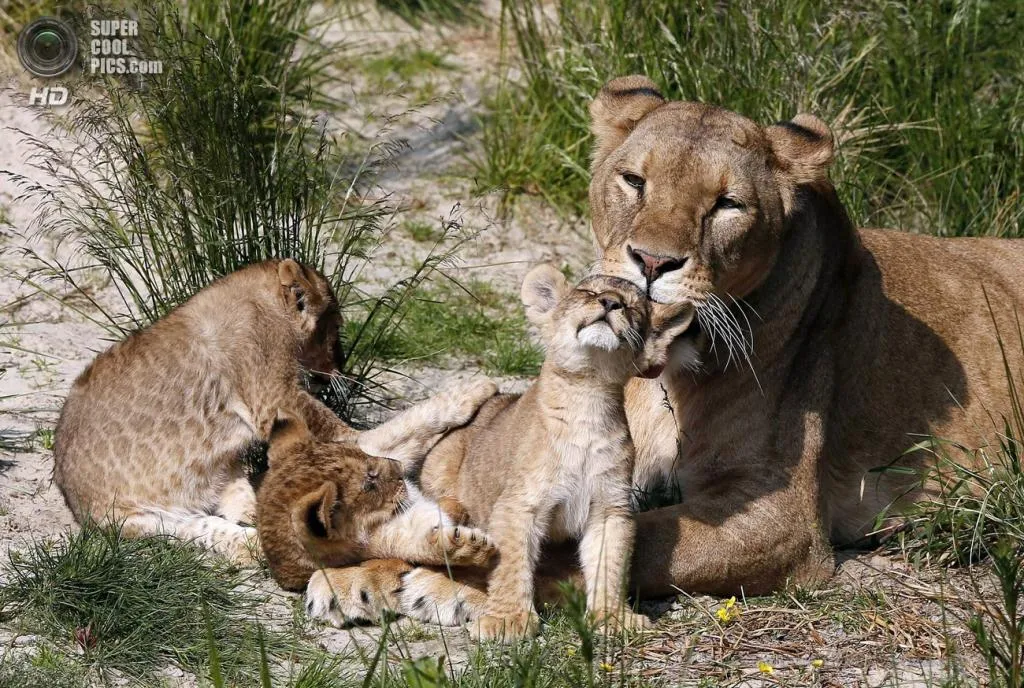 Забота родителей о потомстве. Львиная семья. Потомство животных. Львица и Львенок. Животные заботятся.