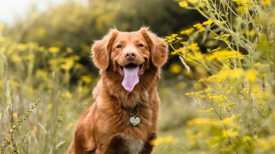 Картинка Новошотландского ретривера: элегантный пес