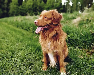 Фото Новошотландского ретривера: красивая собака для фотосессии