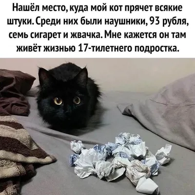 Смешные изображения для смеха