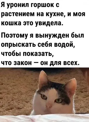 Скачать смешные фото бесплатно