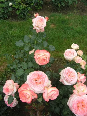 Изображения новых сортов роз в формате webp: современный вариант