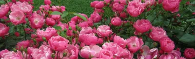 Изображения роз в формате jpg: высокая детализация