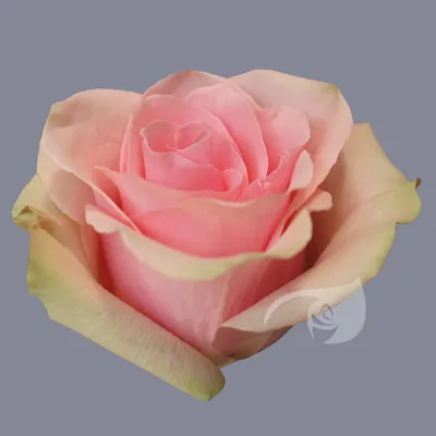 Новые сорта роз на картинках: красиво и доступно