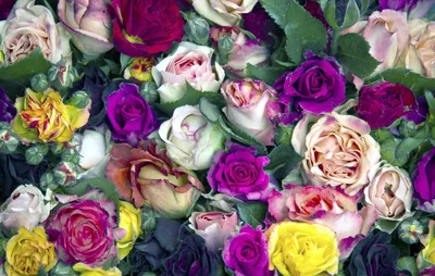 Фотографии роз: свежие сорта для любителей