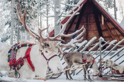 Сияние праздника: Фотографии Нового года в разнообразных форматах