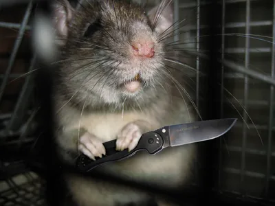 Фото ножа крысы: доступные форматы
