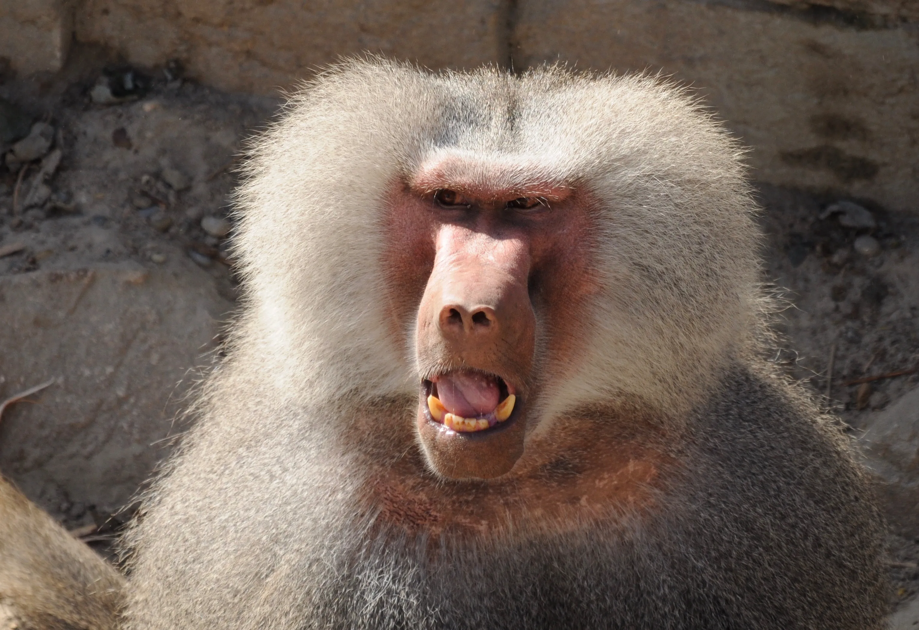 Baboon перевод. Павиан гамадрил. Павиан Бабуин. Обезьяна гамадрил.