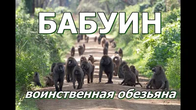 2024: Свежие фотографии бабуина для скачивания