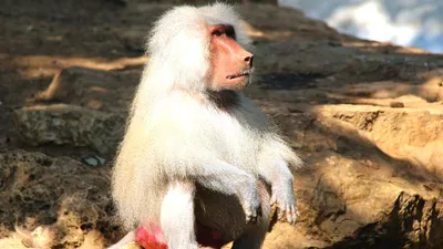 Фотообзор обезьяны гамадрил: изображения в хорошем качестве для скачивания